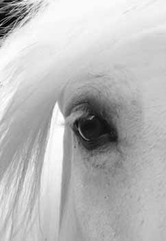 IMG_0151 BW