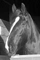 IMG_0126 BW