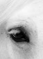 IMG_0149 BW