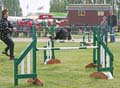 IMG_0398