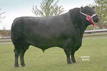 ANM-NCS-510-0161