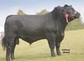 ANM-RCB-909-1214