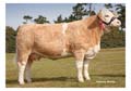 ANM-RCB-909-1654