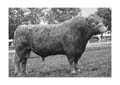 ANM-RCB-914-BW-4295