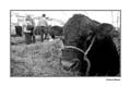 ANM-RCB-914-BW-4940
