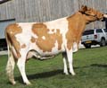 ANM-RCB-918-2024