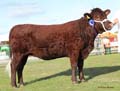 ANM-RCB-918-3054