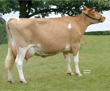 ANM-RS -705-6554
