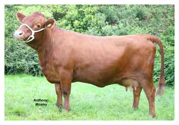 ANM-RS-707-0278