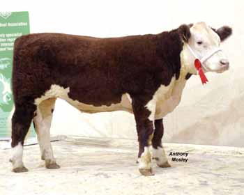 ANM-RSS-1204-0171
