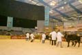ANM-RSS-1206-0979