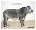 ANM-RSS-1208-3832