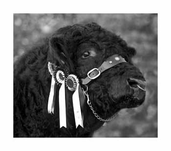 IMG_1985 BW