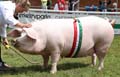 IMG_1618
