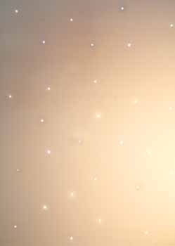 ANM-SS-1011-0231