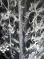 ANM-SS-1015-0365
