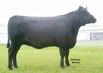 ANM-SCS-606-3939