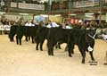 ANM-WWF-1104-0087A