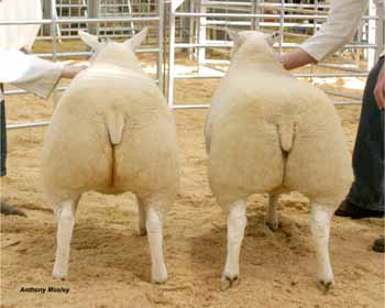 ANM-WWF-1105-0287