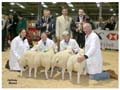 ANM-WWF-1105-0183
