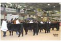 ANM-WWF-1105-0235