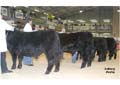 ANM-WWF-1105-0237