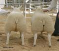 ANM-WWF-1105-0286