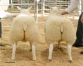 ANM-WWF-1105-0287