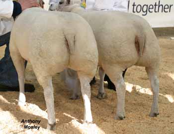 ANM-WWF-1106-0703
