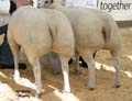 ANM-WWF-1106-0703