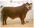 ANM-WWF-1107-0602