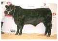 ANM-WWF-1107-0637