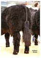 ANM-WWF-1107-0693
