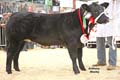 ANM-WWF-1107-1061