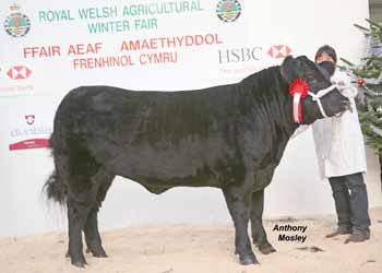 ANM-WWF-1208-5280