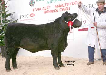 ANM-WWF-1208-5290