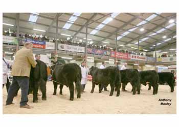 ANM-WWF-1208-5604