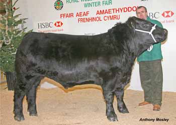 ANM-WWF-1208-6002