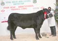 ANM-WWF-1208-5280