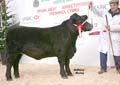 ANM-WWF-1208-5290