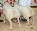 ANM-WWF-1208-5850