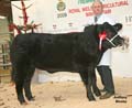 ANM-WWF-1209-1738