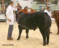 ANM-WWF-1209-1817