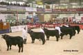 ANM-WWF-1209-1825
