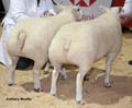 ANM-WWF-1110-0683