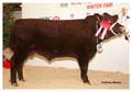 ANM-WWF-1111-3709
