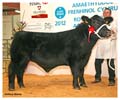 ANM-WWF-1112-6889