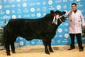 ANM-WWF-1214-0746