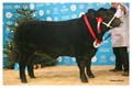 ANM-WWF-1213-0924