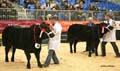 ANM-WWF-1215-0987